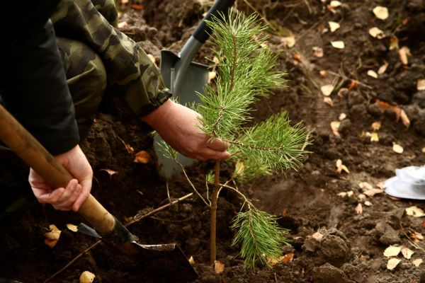 Сбер принял участие в посадке 12 тысяч сосен в Орловской области  