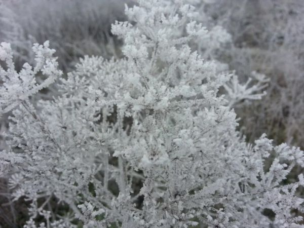 Орловцам пообещали разрушение гололеда