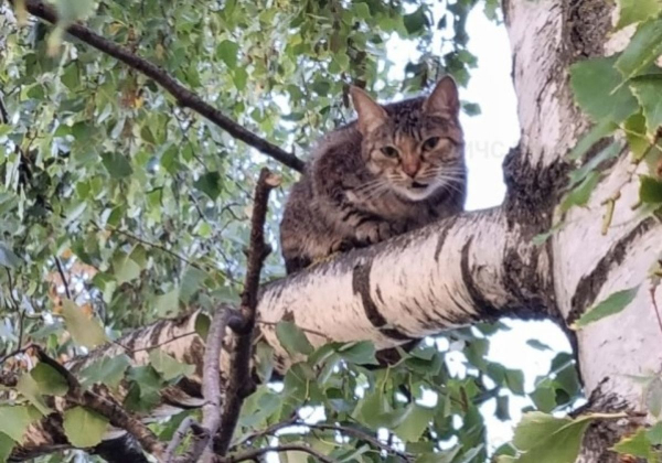 На улице Новикова кошка просидела на березе трое суток